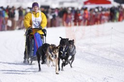 Lenk 2013